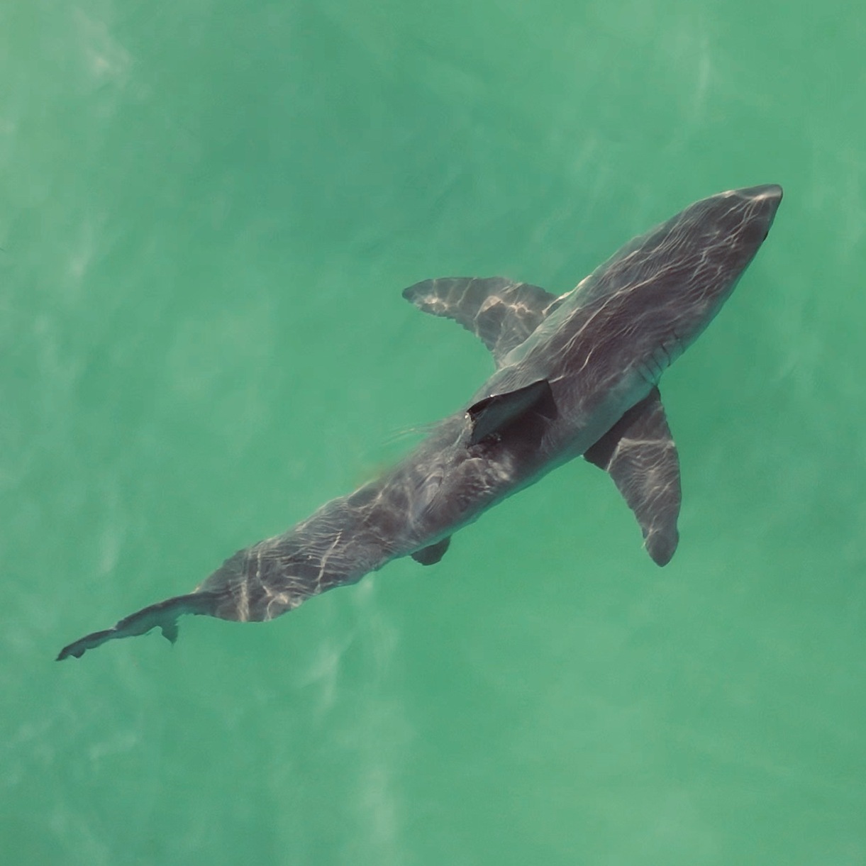 Tiburón en agua clara